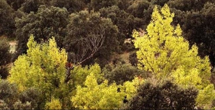 S.S.Ayuntamiento plantará más de 7.000 olmos gracias al proyecto ‘Life-+Biodiversidad’